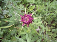 barba di becco