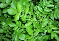 crescione