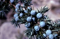 bacche di ginepro