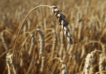 grano saraceno