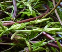 germogli di luppolo