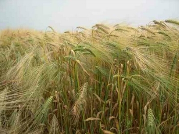 orzo