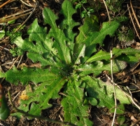 piattello