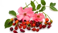 rosa canina