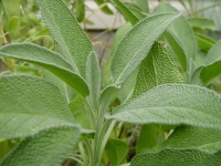 salvia