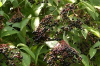 sambuco nero