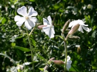 silene alba