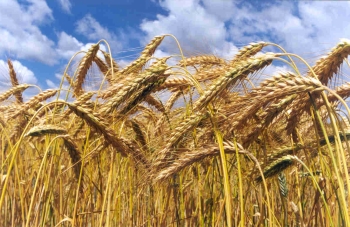 triticale